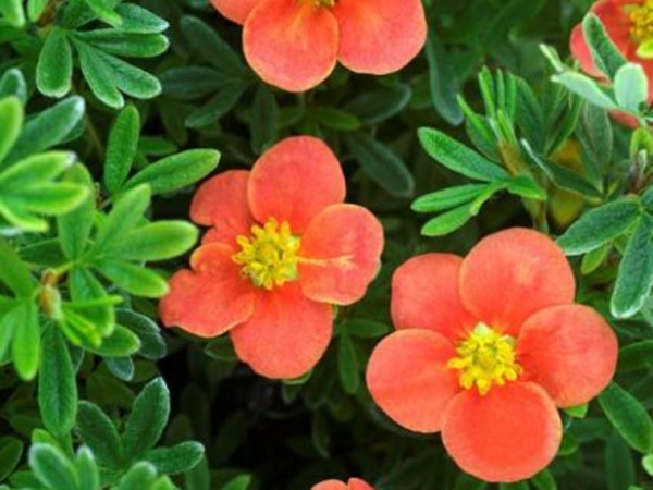 Sidabražolė krūminė 'Red'issima' (lot. Potentilla fruticosa) Sidabražolė krūminė 'Red'issima' (lot. Potentilla fruticosa)